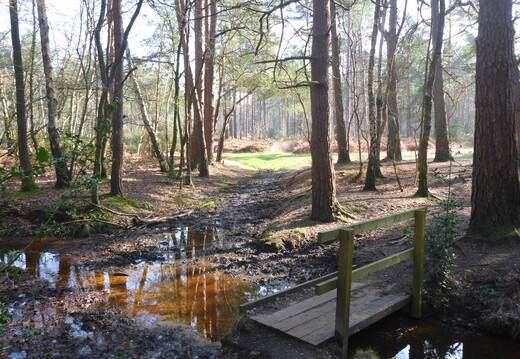 Walk Normandy - Pirbright 04Mar2026