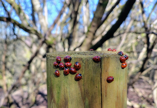 Walk Cowleaze Wood - Ibstone 18Mar2026