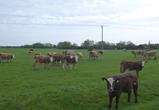 Walk Taplow - Dorney 09Apr2026