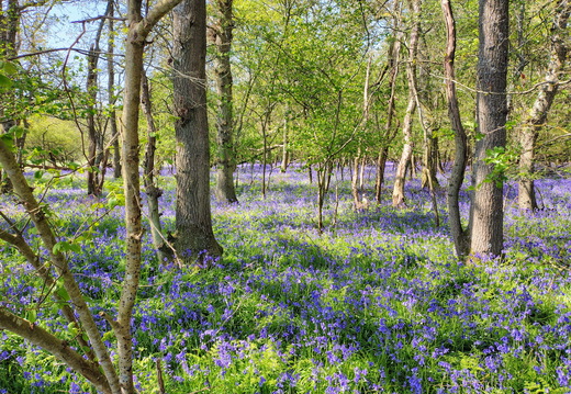 Walk Farnham Common - Hedgerley 22Apr2026