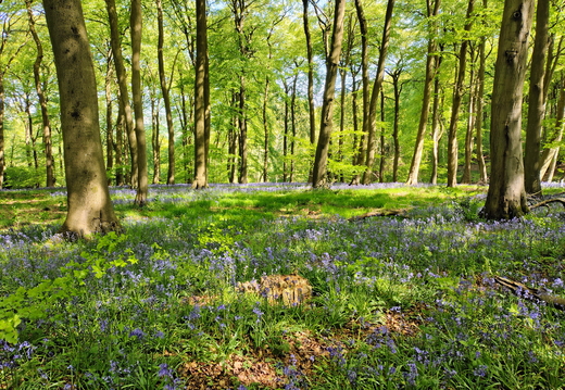 Walk Beacon Hill - Chinnor 29Apr2026