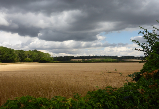 Walk Pinkneys Green - Thames 05Aug2026
