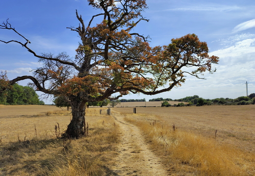 Walk Cricklade - Thames Head 26Aug2026